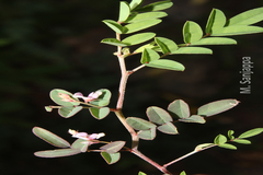 Indigofera vicioides